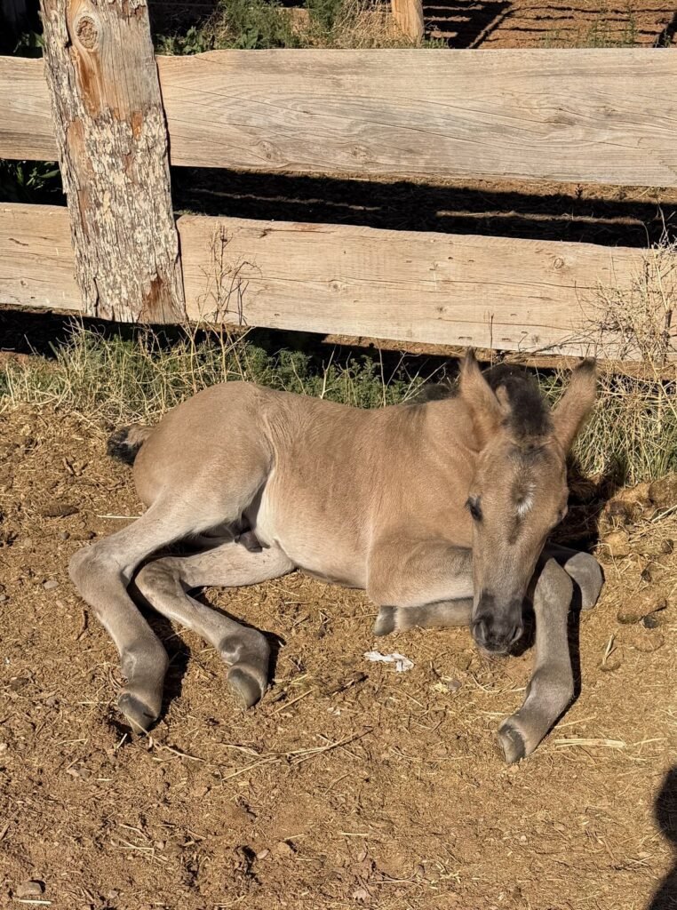 A Brand new foal out of Bar Non Windstorm and TruWest Silver Suede, lying in the sun in the corral.