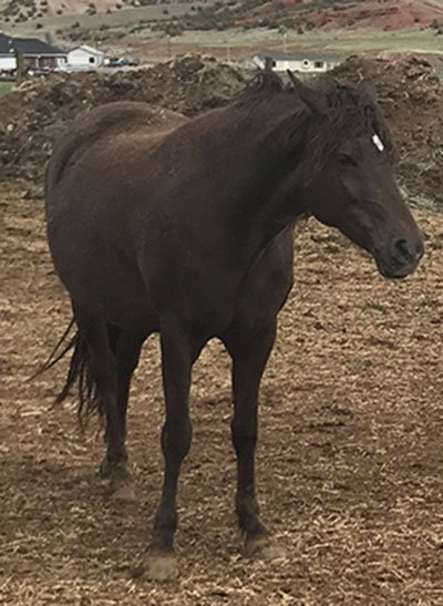 Calypso