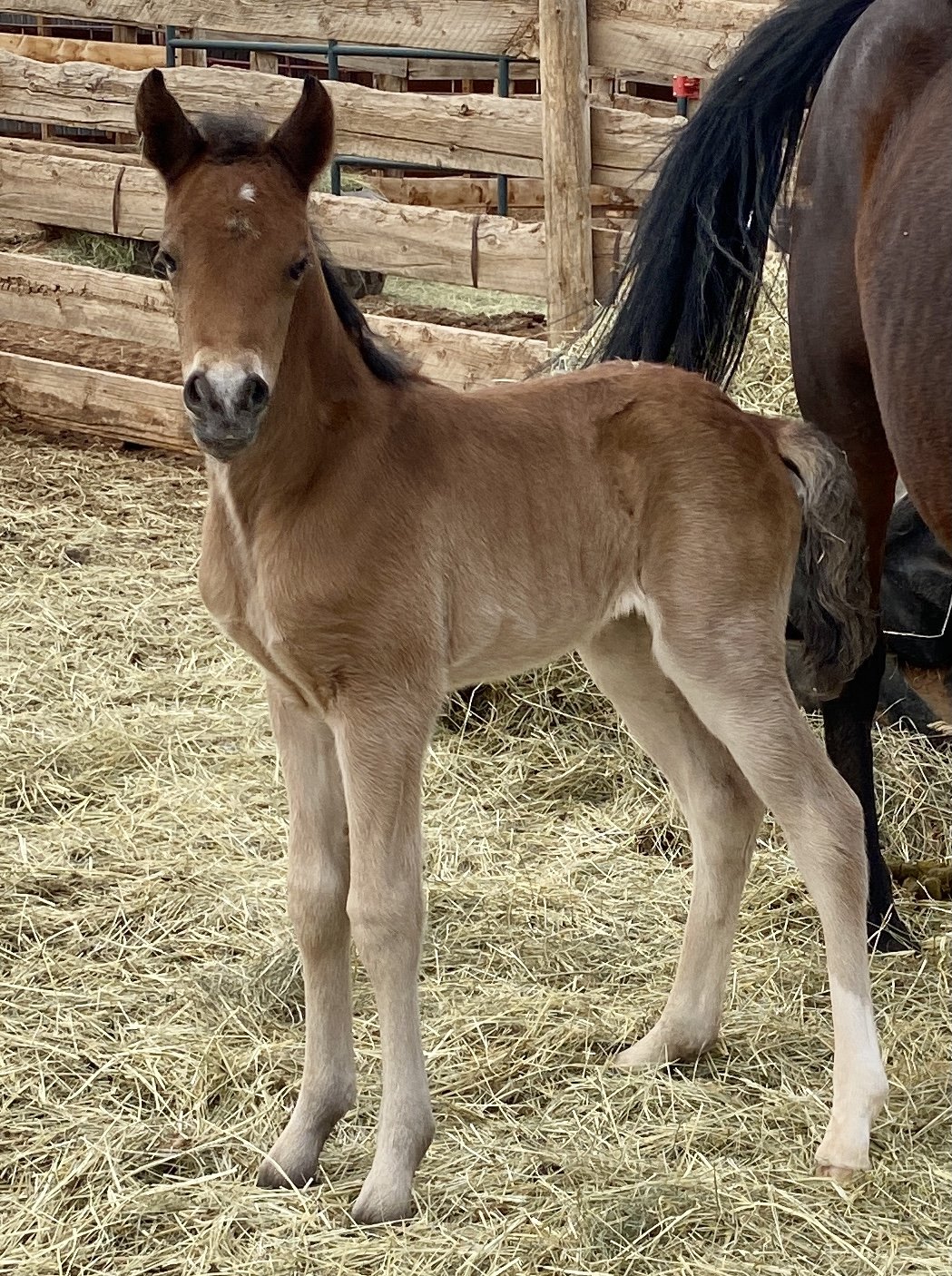 A bay Morgan filly one day old.