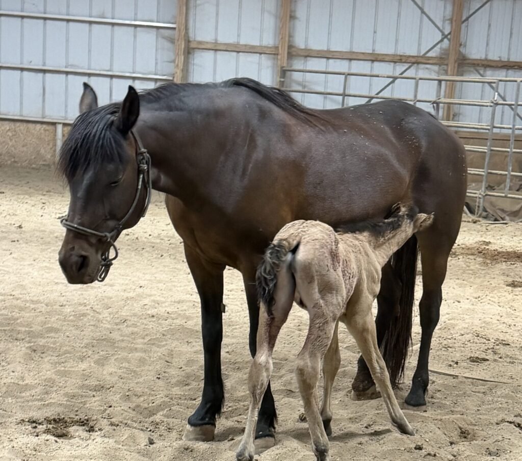 A bay Morgan mare and her hours-old foal in the barn.