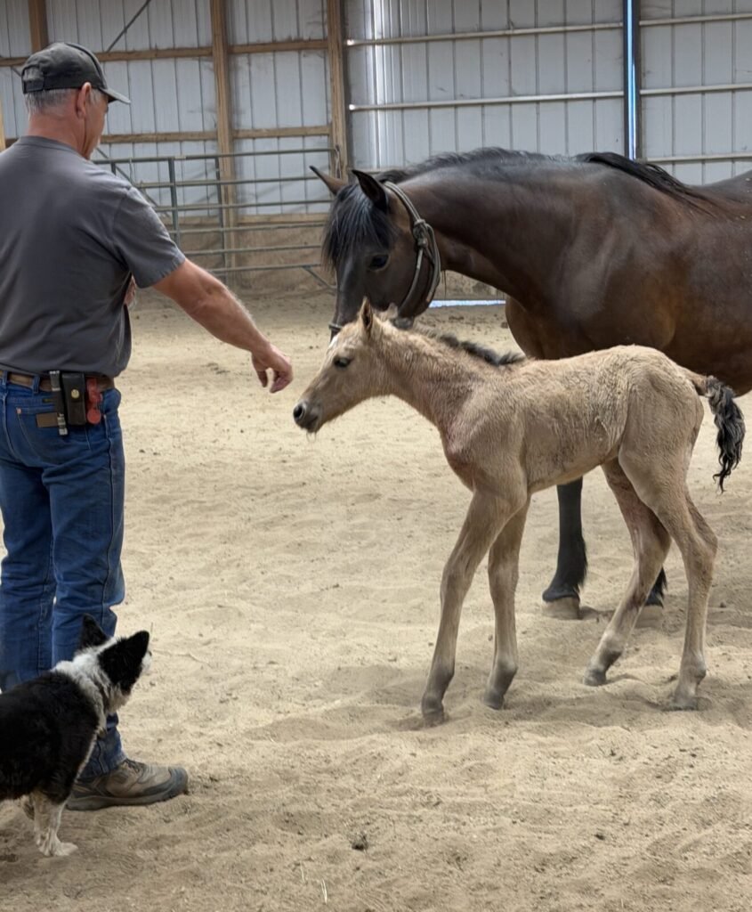 A man and his dog greet a new baby foal in the barn while the mare watches.