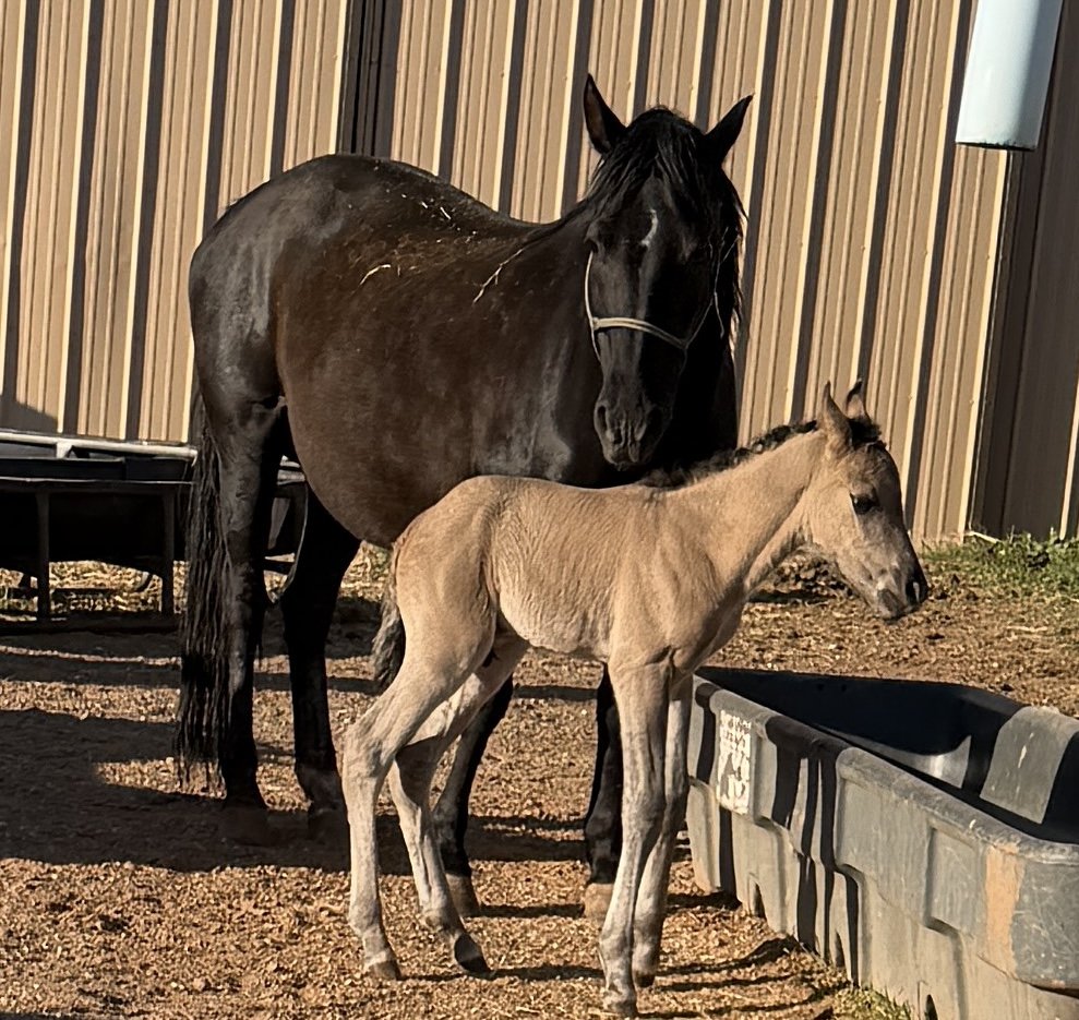 Black Morgan mare and foal.