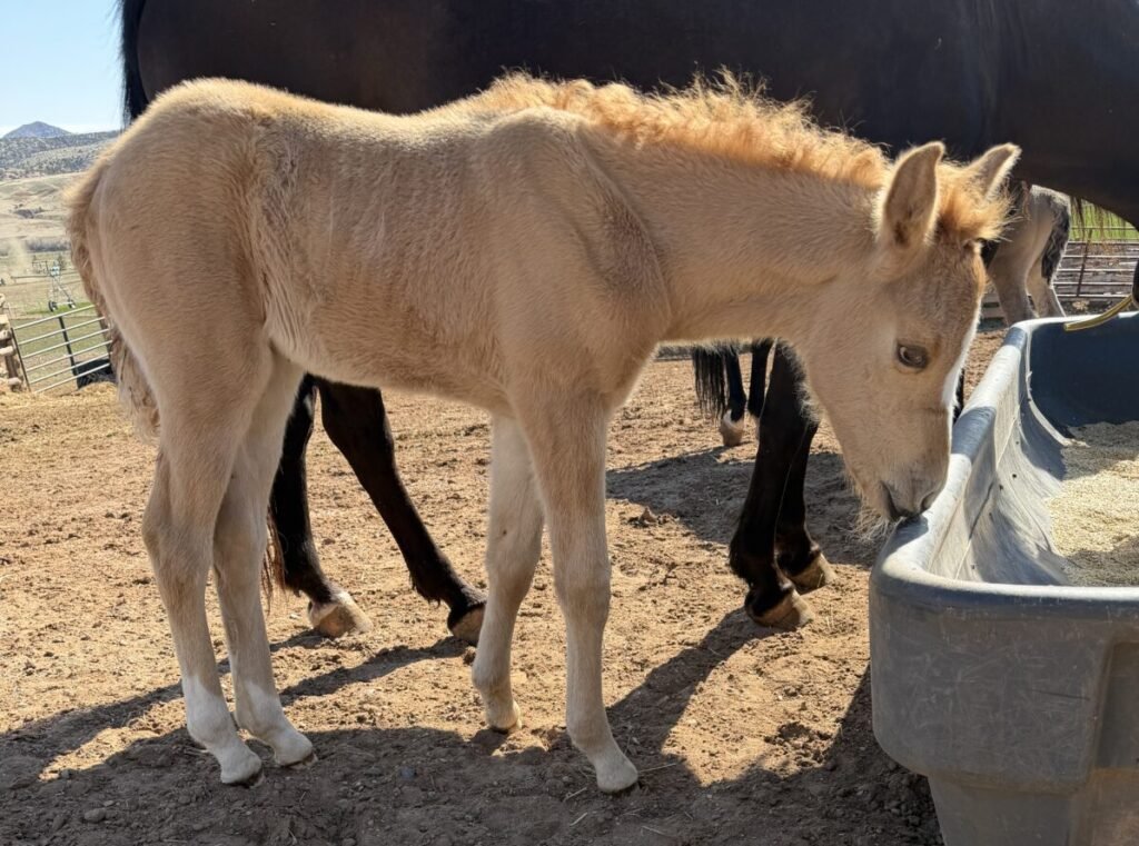A little Morgan filly on her first day.