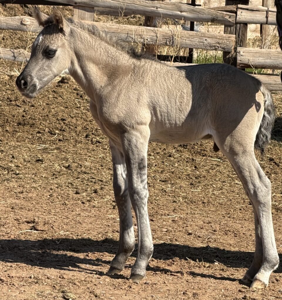 A brand new baby Morgan foal in the corral on a sunny day.