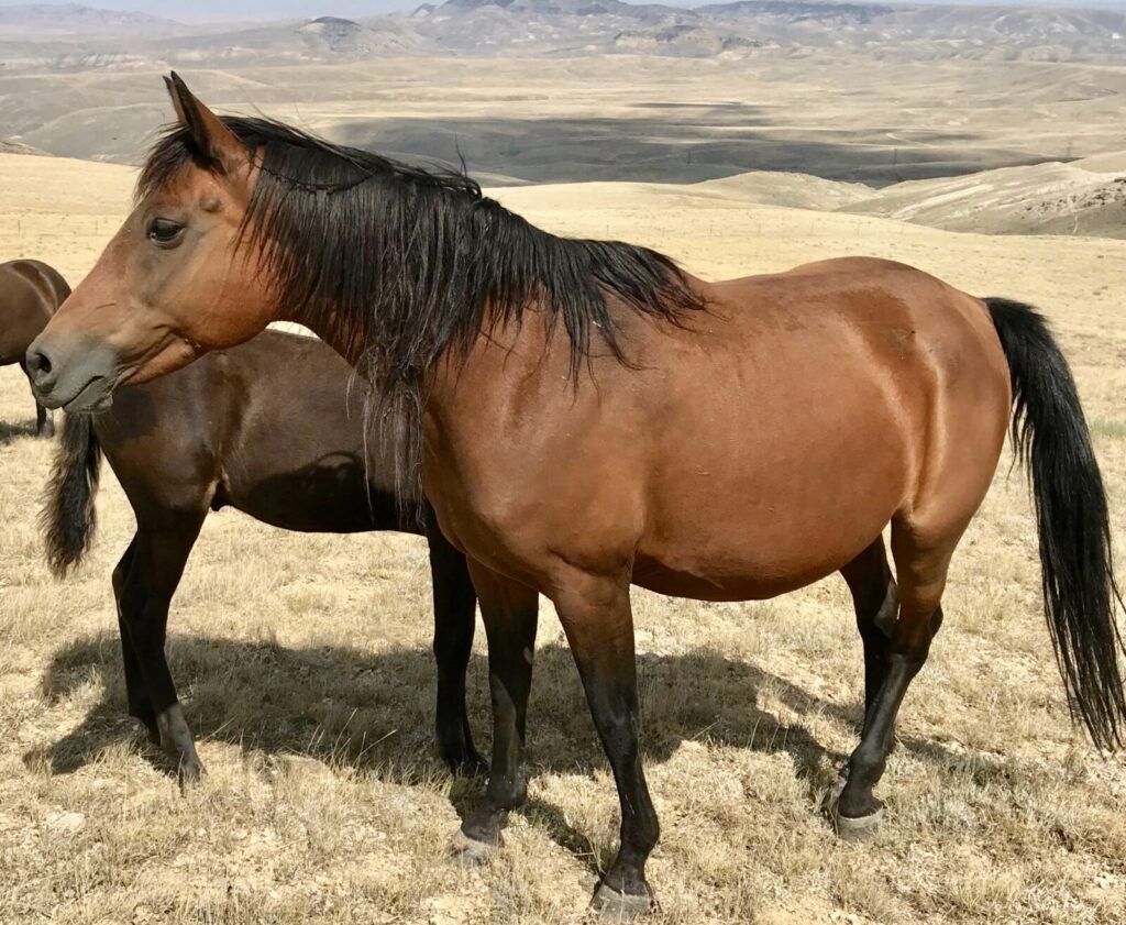 A Bay Morgan Mare.