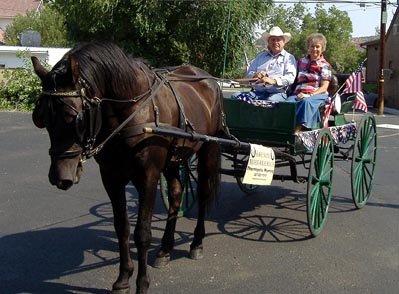 A smokey black Morgan stallion pulling a wagon in a parade.