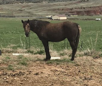 A muddy chestnut Morgan mare in the pasture in early spring.