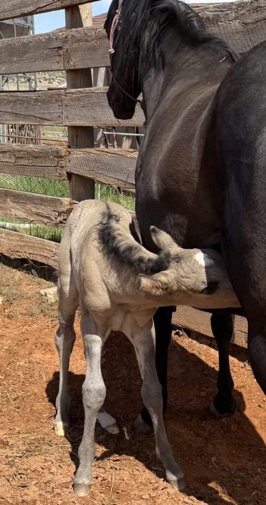 A new Morgan foal.