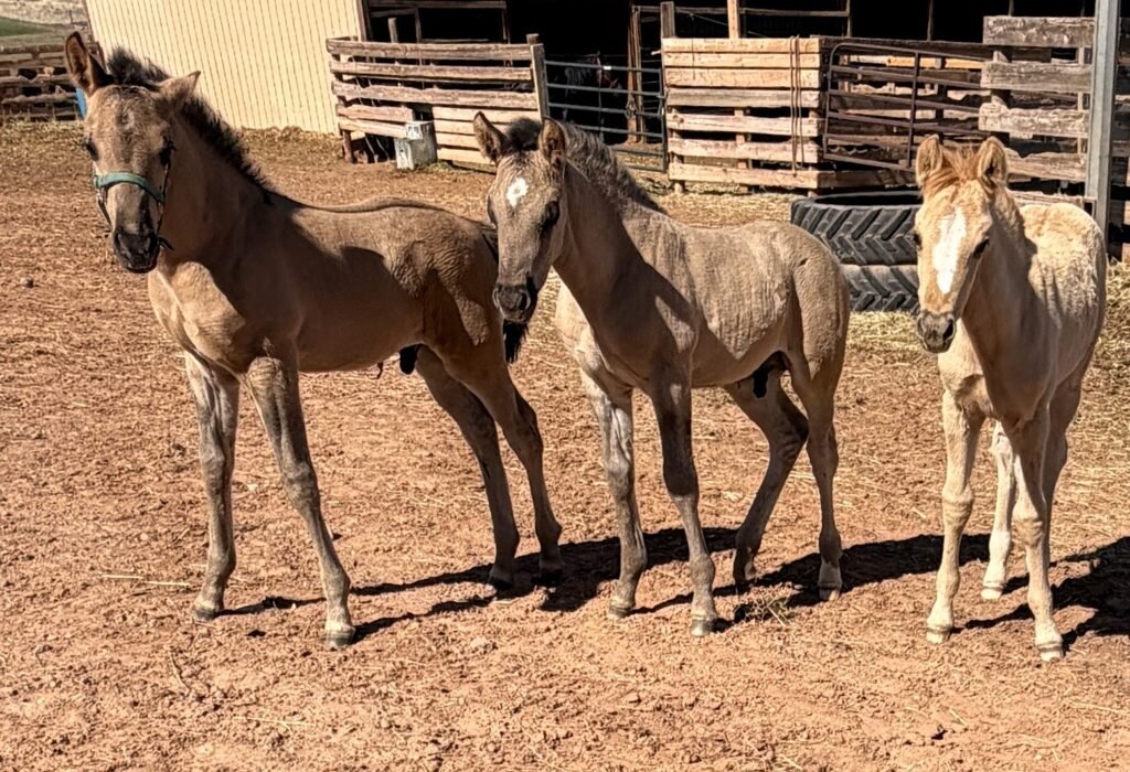 Three Morgan foals, several weeks old.
