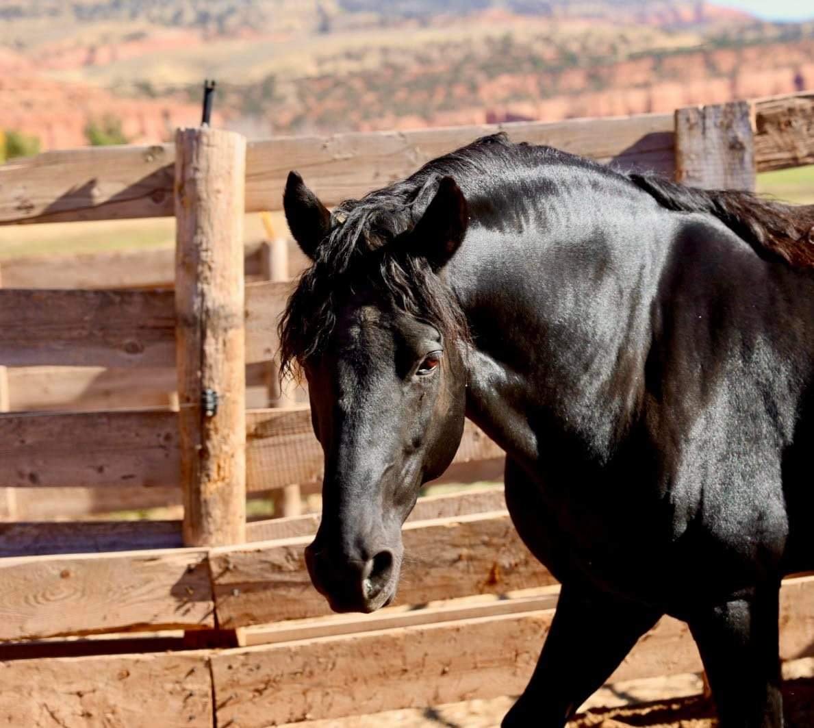 Portrait of a black Morgan Stallion
