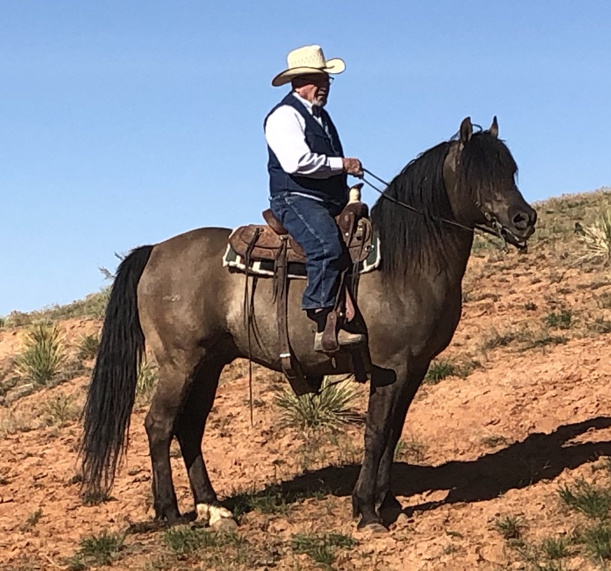 Harvey Seidel on Morgan stallion Suede.