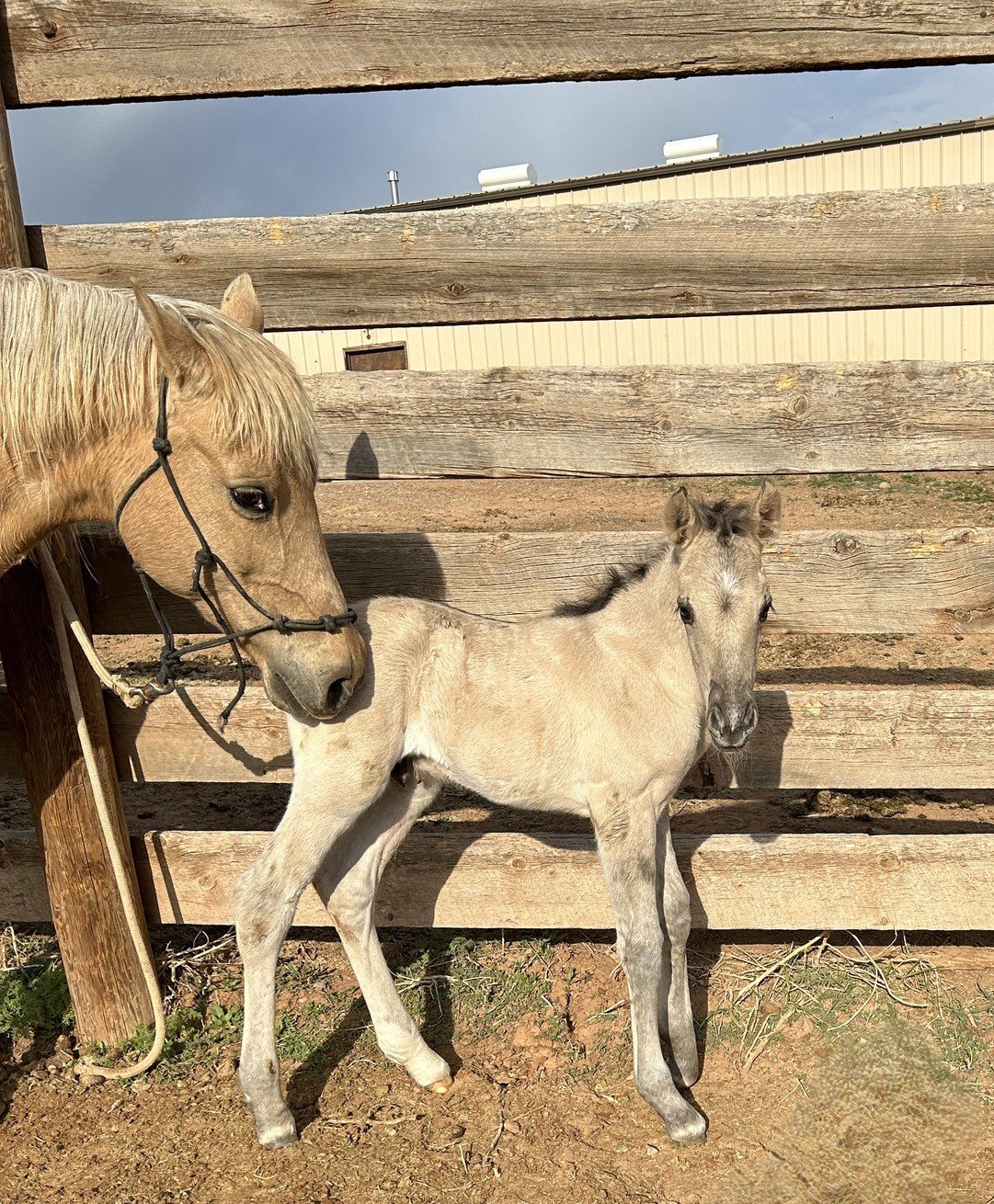 Colored foal
