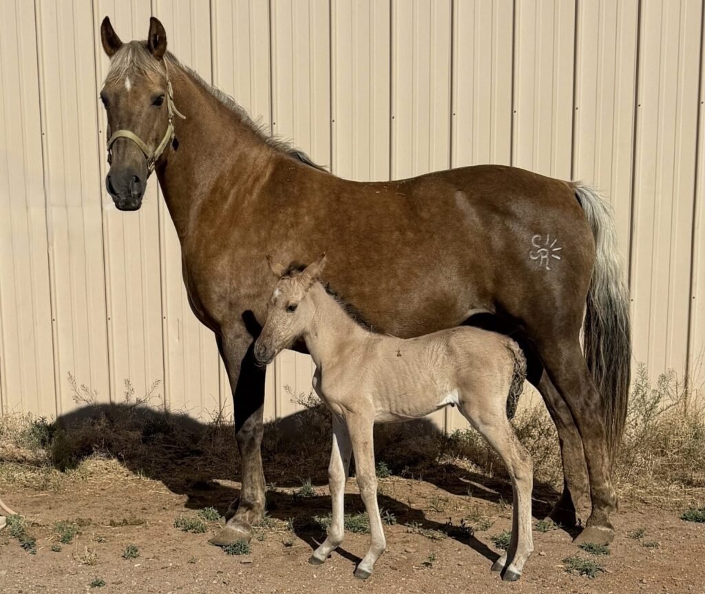 Ellen with26 foal