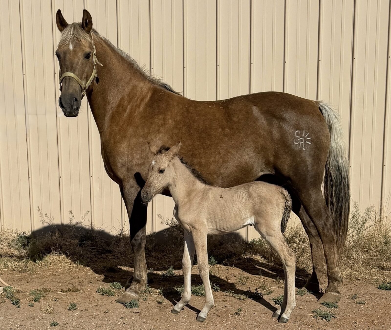 Ellen with26 foal