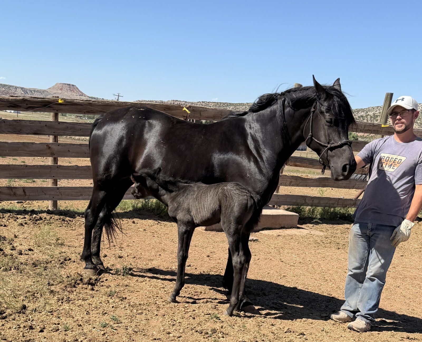 A new baby Morgan with her mother and a young man in the corral.