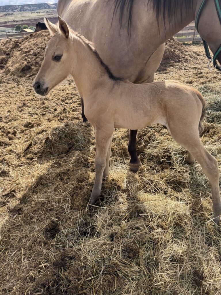 A brand-new Morgan foal in the sunshine, in the corral.