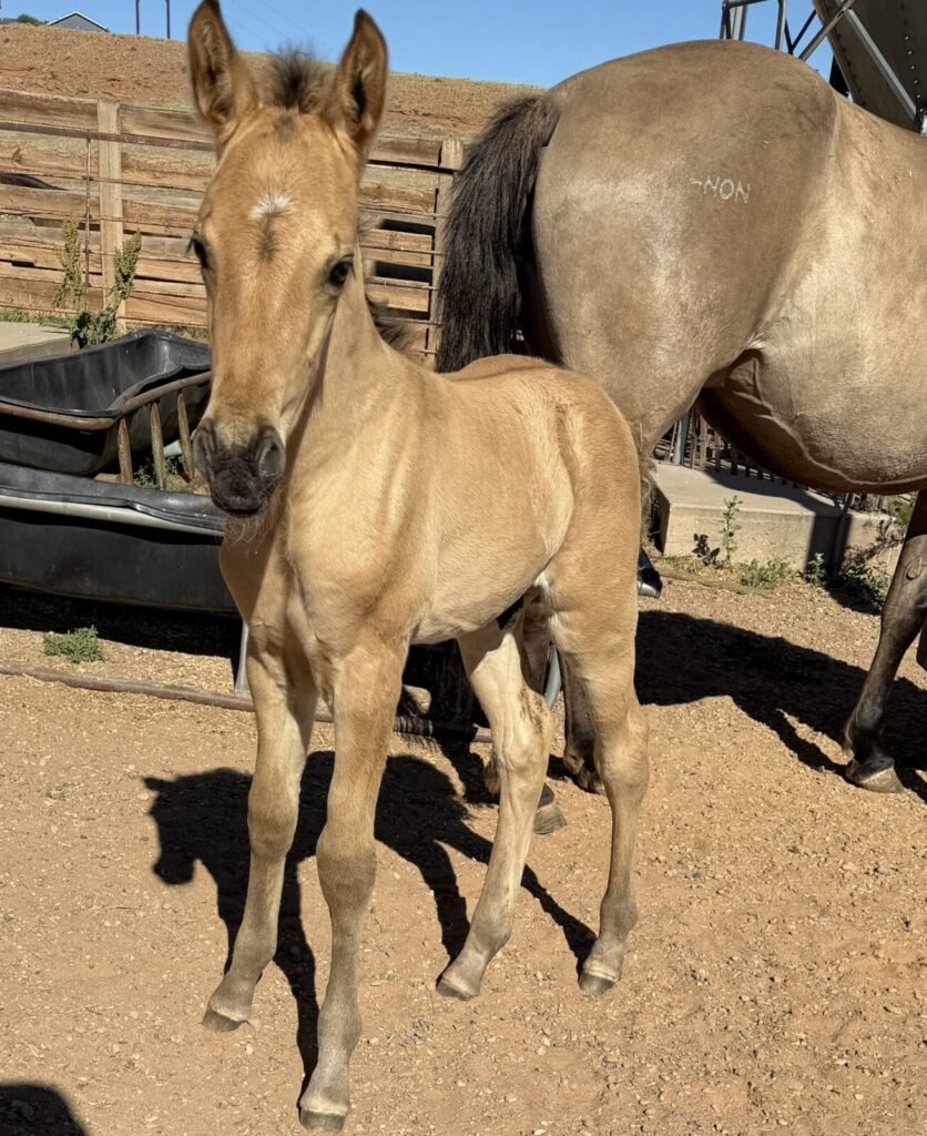 A young dun Morgan colt.