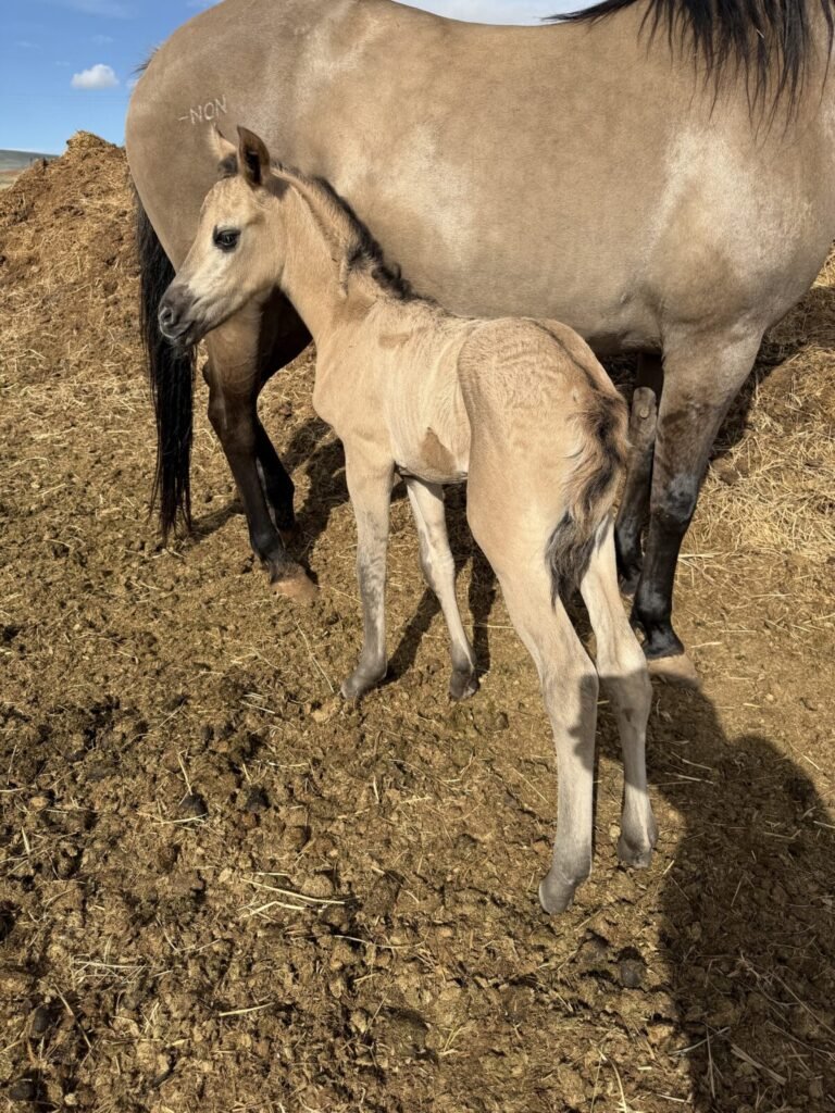 A new dun Morgan foal.