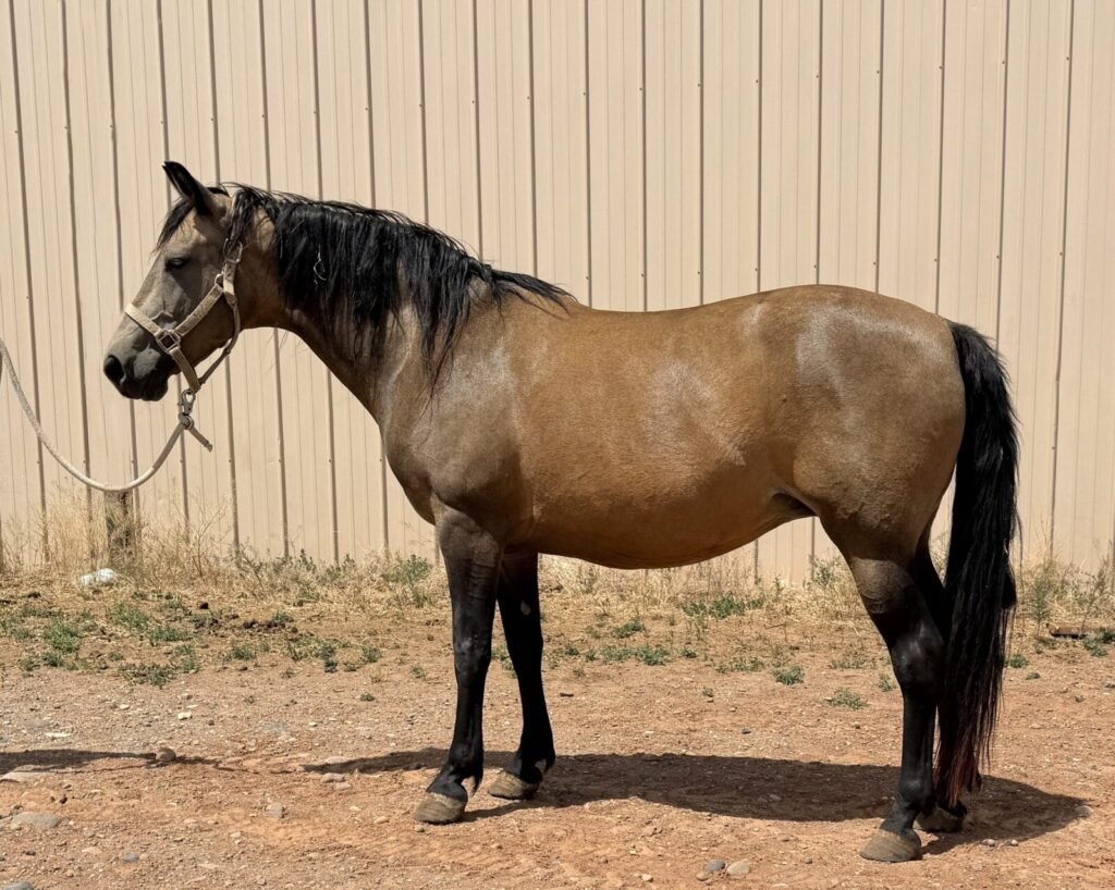 A buckskin Morgan mare poses in front of a tan-colored tin building.