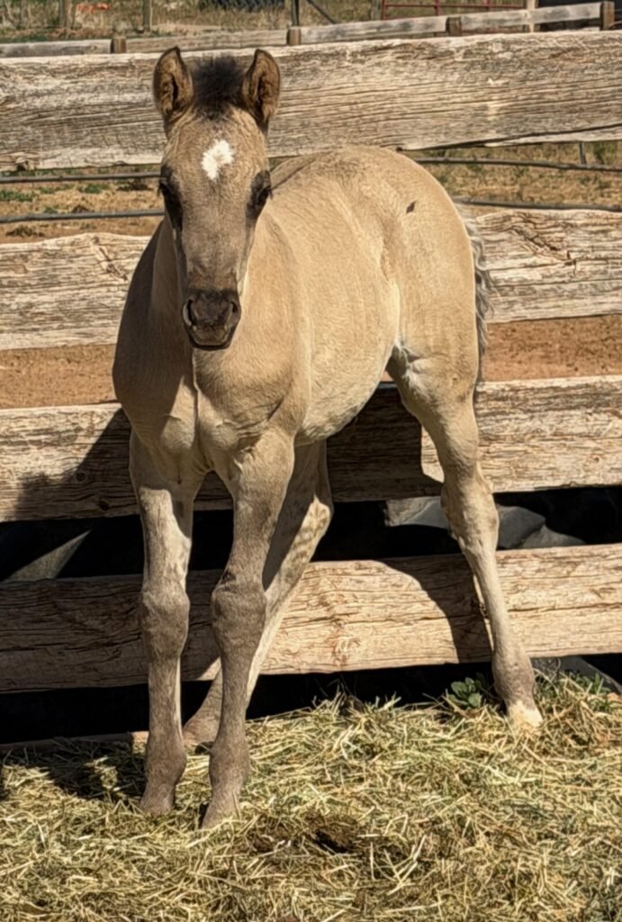 A Morgan colt, about one month old.