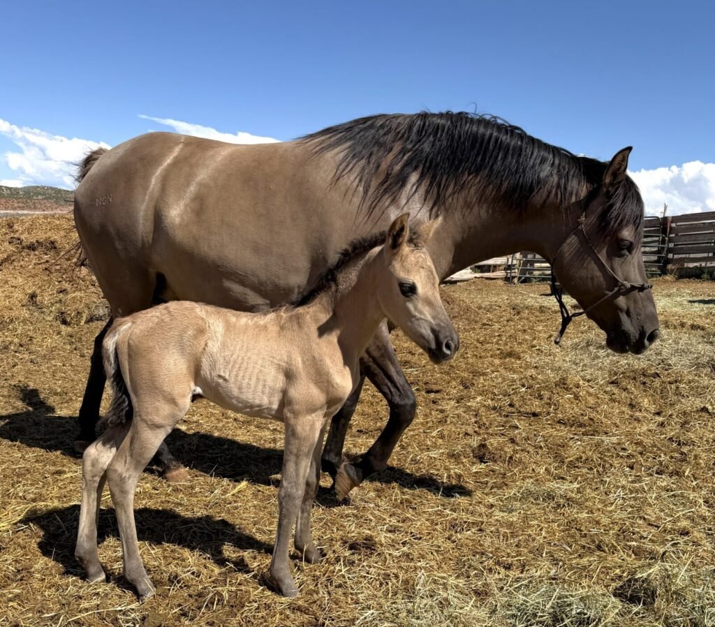 Windstorm's colt