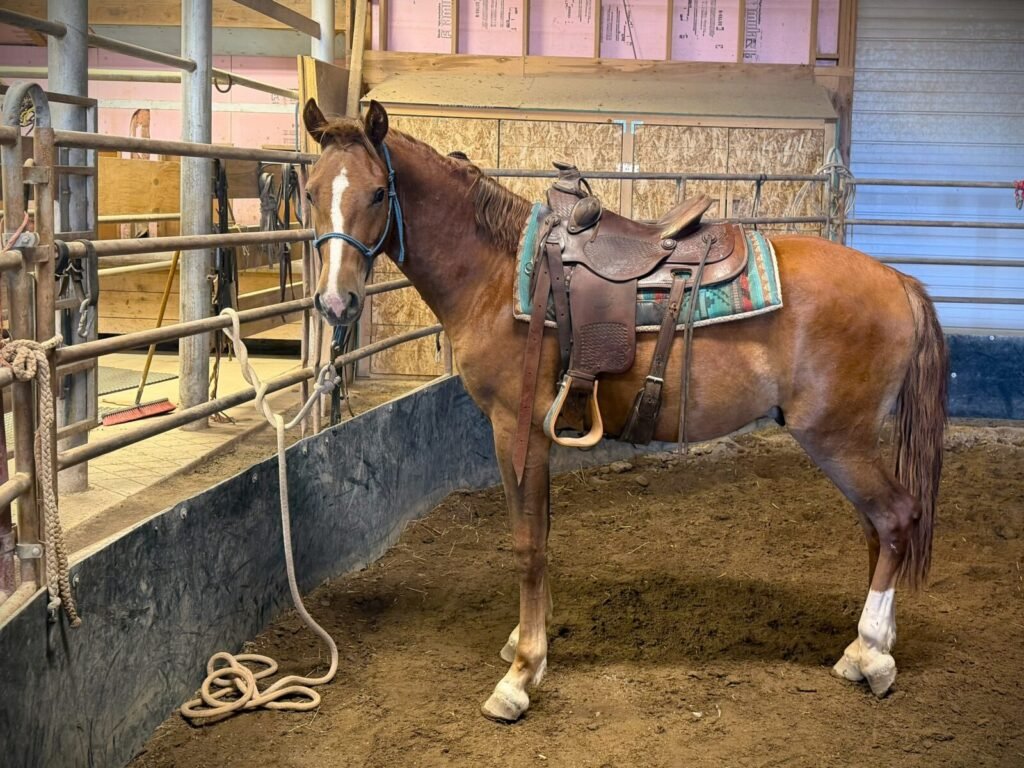 Ready saddled